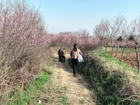 2025.3.22周六同事们一起踏青看桃花